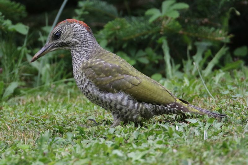 Pic vert juvénile dans un jardin